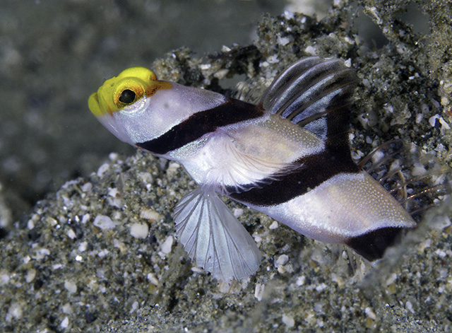  Stonogobiops xanthorhinica (Yellownose Prawn Goby)